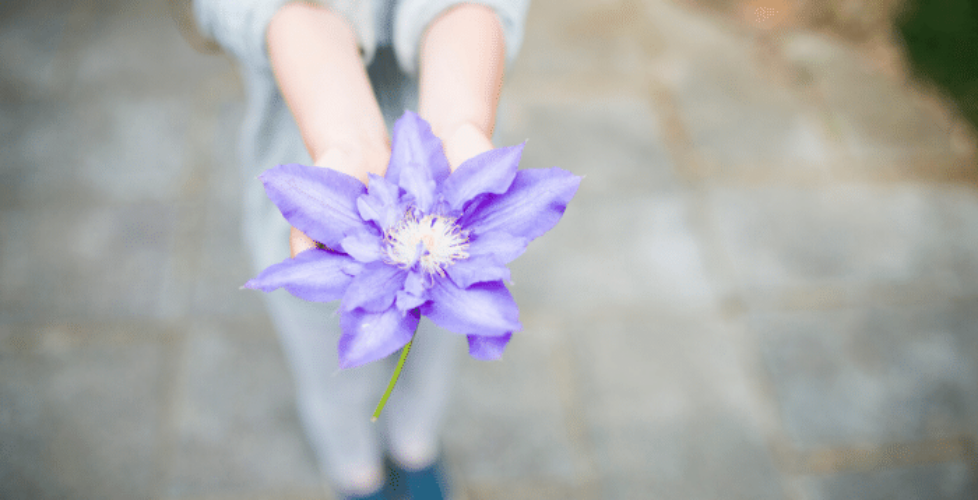 Hands of a young girl giving a purple flower